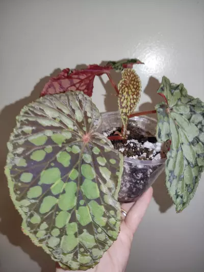 plant/Begonia chlorostica red form-5-thumbnail
