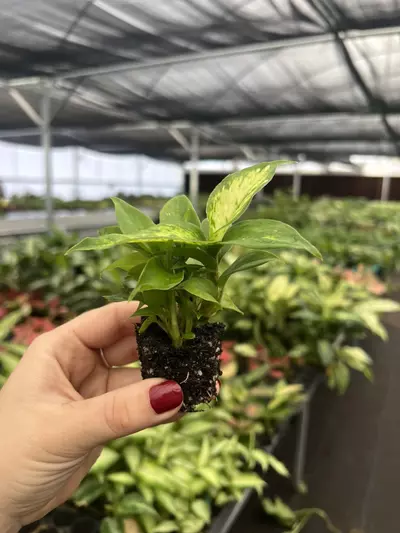 plant/Dieffenbachia Carina Starter plant Growers Choice-1-thumbnail