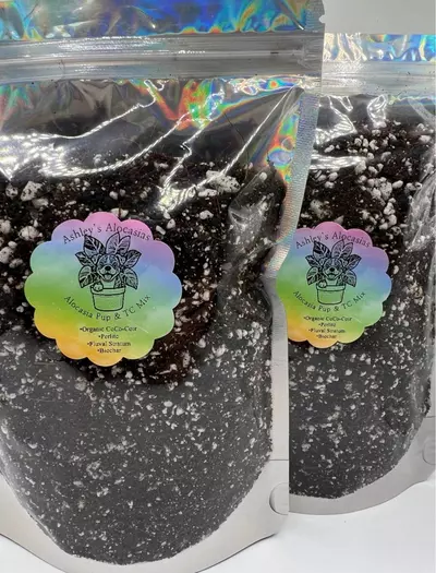 plant/10oz TC & Alocasia Pup Mix-1-thumbnail