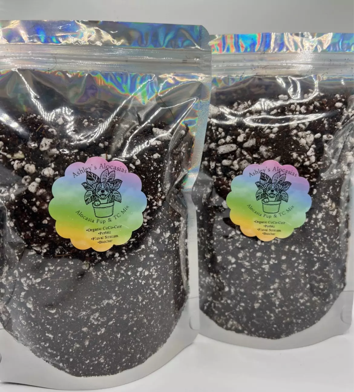 plant/10oz TC & Alocasia Pup Mix-4