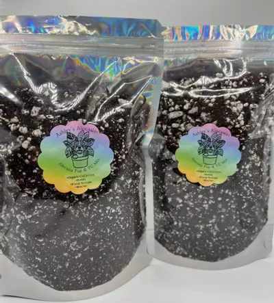 plant/10oz TC & Alocasia Pup Mix-4-thumbnail