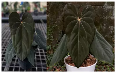 plant/Seed grown anthurium galaxy X blue papillilaminum starter plant growers choice-0-thumbnail