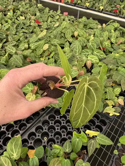 plant/Seed grown anthurium carlablackiae x blue papillilaminum starter plant growers c-5-thumbnail