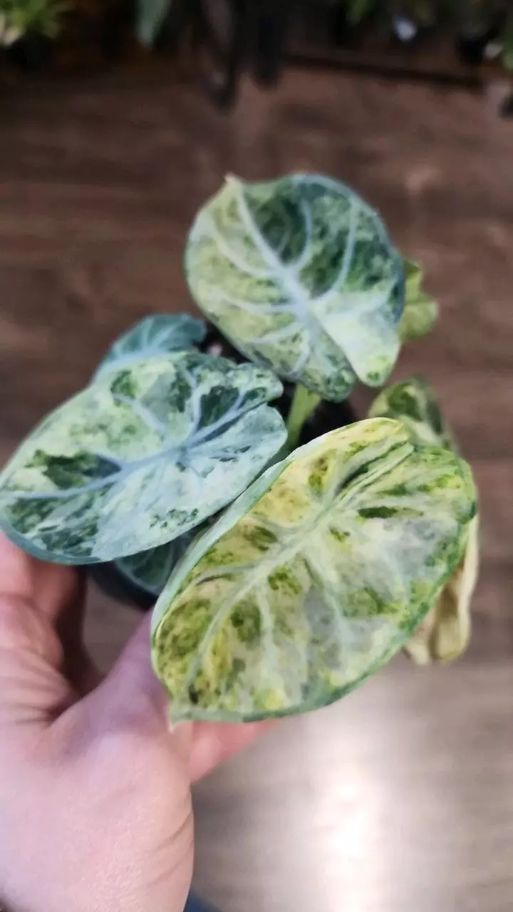 plant/Alocasia Ninja Tricolor-0