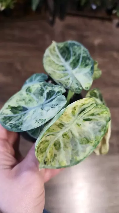 plant/Alocasia Ninja Tricolor-0-thumbnail