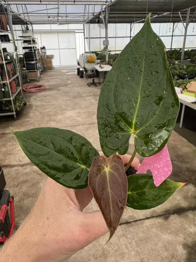 plant/Seed grown anthurium darkest panama x dark mama starter plant growers choice-3-thumbnail
