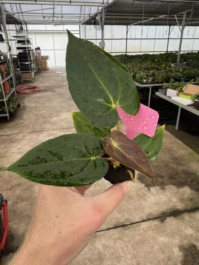 plant/Seed grown anthurium darkest panama x dark mama starter plant growers choice-2-thumbnail