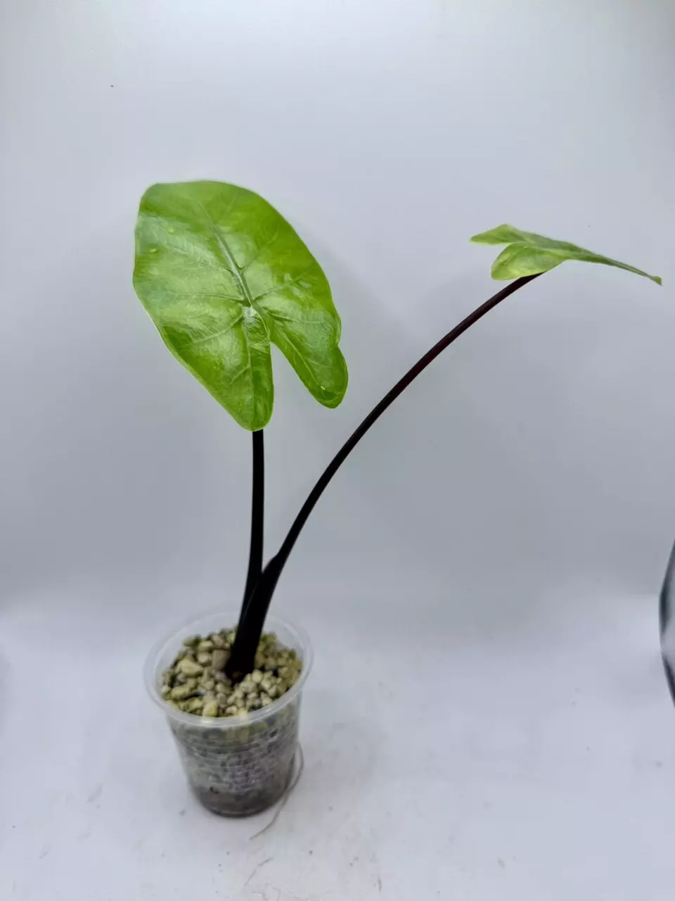plant/Alocasia Blackstem Aurea revert-0