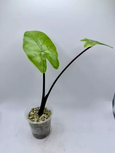 plant/Alocasia Blackstem Aurea revert-0-thumbnail