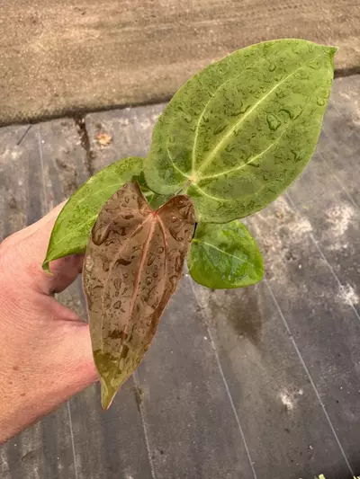 plant/Anthurium red vein dark phoenix x papillilaminum starter plant growers choice-0-thumbnail