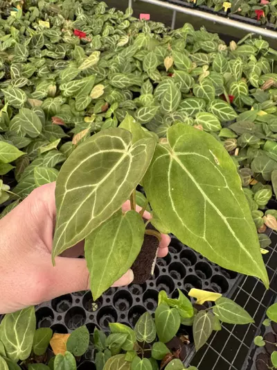 plant/Seed grown anthurium carlablackiae x blue papillilaminum starter plant growers c-2-thumbnail