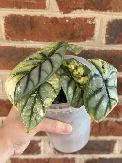 plant/Alocasia Silver Dragon Aurea Corming size!!-5-thumbnail