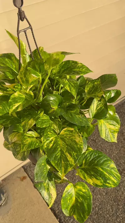 plant/Golden Pothos-1-thumbnail