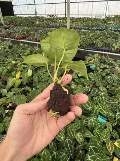 plant/Seed grown anthurium Carlablackiae x Magnificum verde starter plant growers choi-7-thumbnail