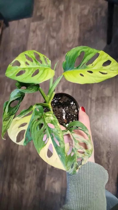 plant/Monstera Adansonii Variegated-0-thumbnail