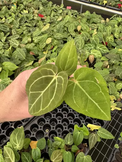 plant/Seed grown anthurium carlablackiae x blue papillilaminum starter plant growers c-4-thumbnail