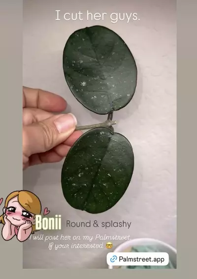 plant/Bonii *round splash-0-thumbnail