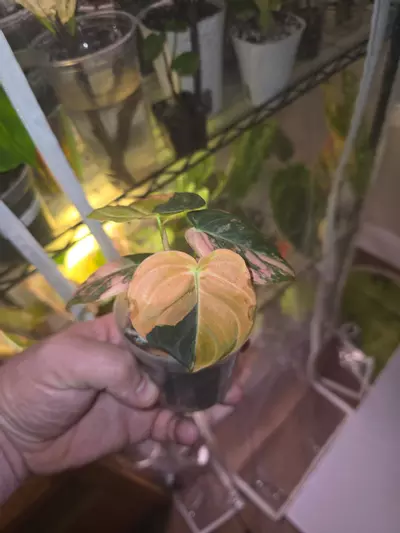 plant/Orange Melano-1-thumbnail