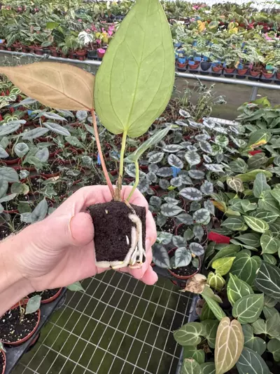 plant/Seed grown anthurium Warocqueanum x crystallinum dark form starter plant growers-7-thumbnail