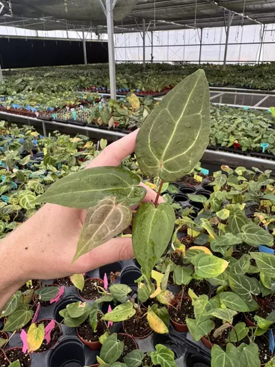 plant/Seed grown anthurium papillilaminum red sinus x king of spades starter plant gro-4-thumbnail