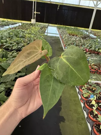 plant/Seed grown anthurium galaxy X blue papillilaminum starter plant growers choice-4-thumbnail