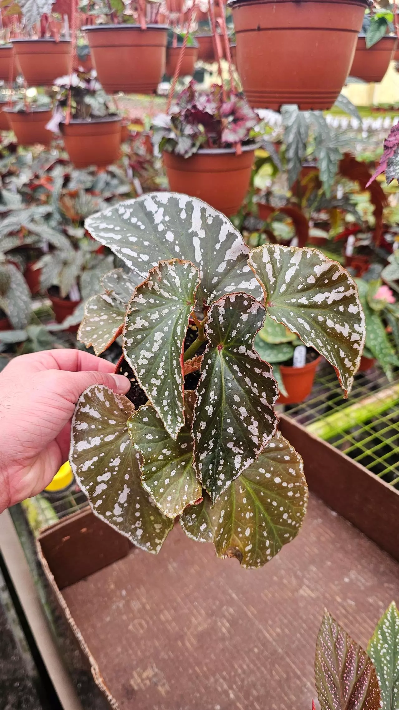 plant/Maculata Silver Eagle 4in-0