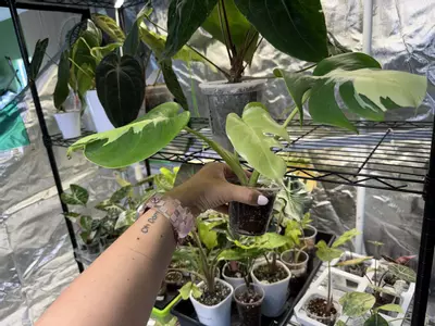 plant/Monstera Lava-1-thumbnail