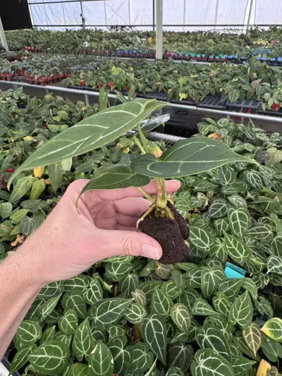 plant/Seed grown anthurium Carlablackiae x Magnificum verde starter plant growers choi-6-thumbnail