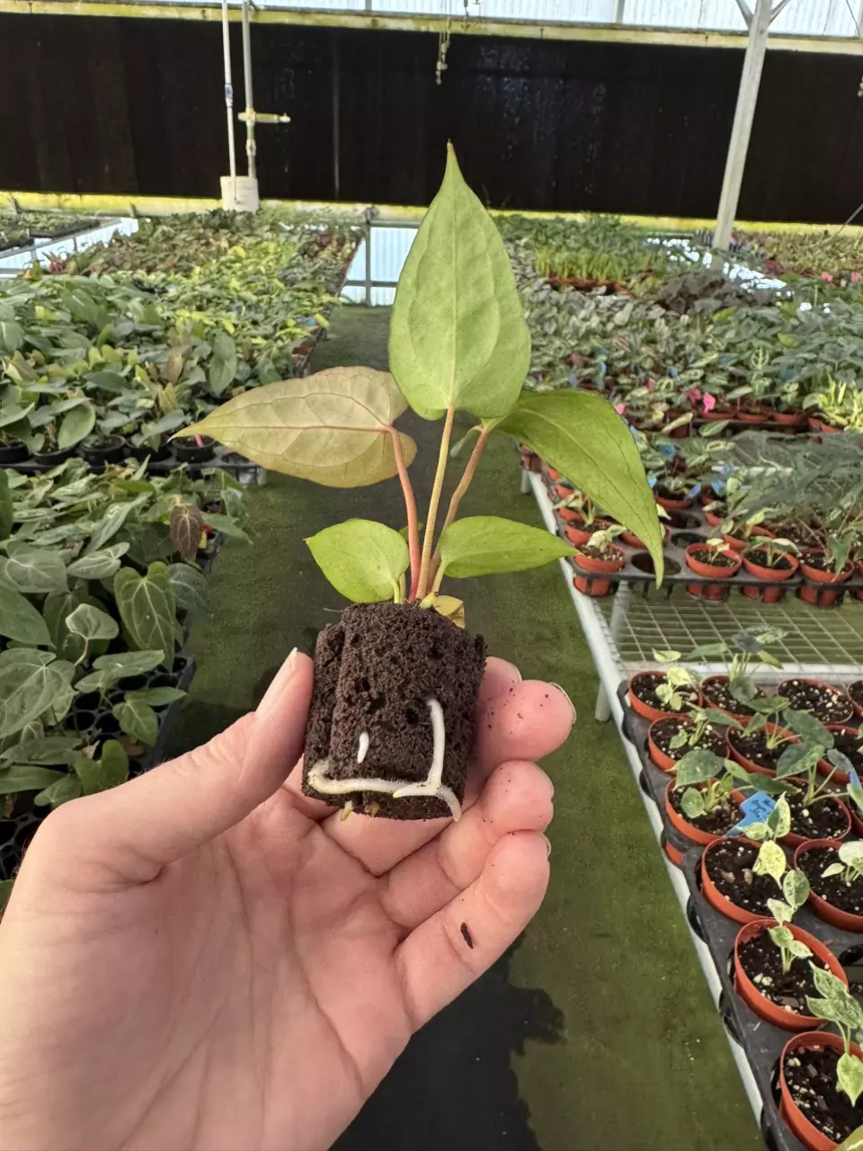 plant/Seed grown anthurium galaxy X blue papillilaminum starter plant growers choice-7