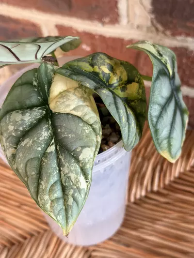 plant/Alocasia Silver Dragon Aurea Corming size!!-4-thumbnail