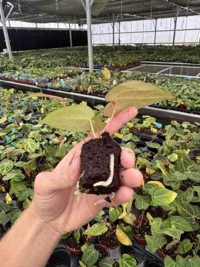 plant/Seed grown anthurium papillilaminum red sinus x king of spades starter plant gro-7-thumbnail