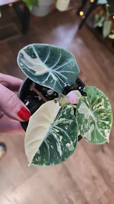 plant/Alocasia Pink Black Velvet-0-thumbnail