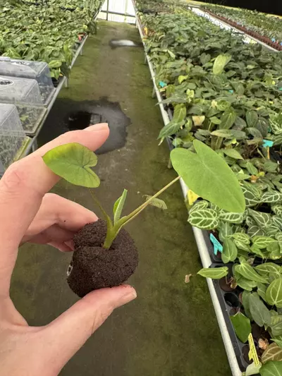 plant/Colocasia mojito revolution starter plant growers choice-4-thumbnail