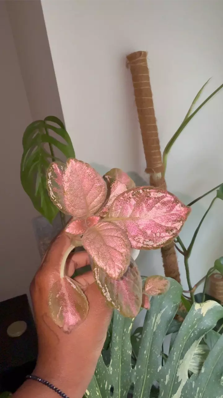plant/Episcia Tm- Malinka-1