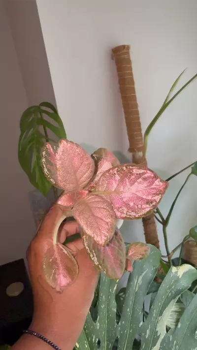 plant/Episcia Tm- Malinka-1-thumbnail