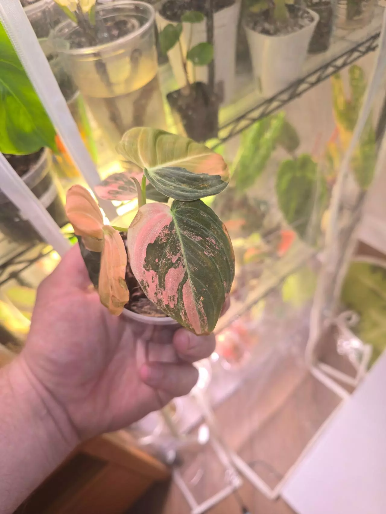 plant/Orange Melano-0