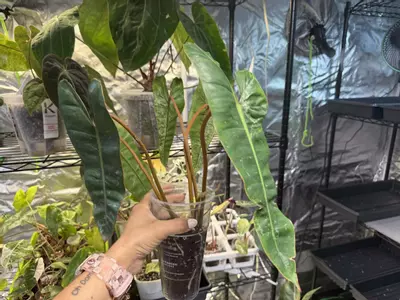 plant/Albo Variegated Billietae-1-thumbnail