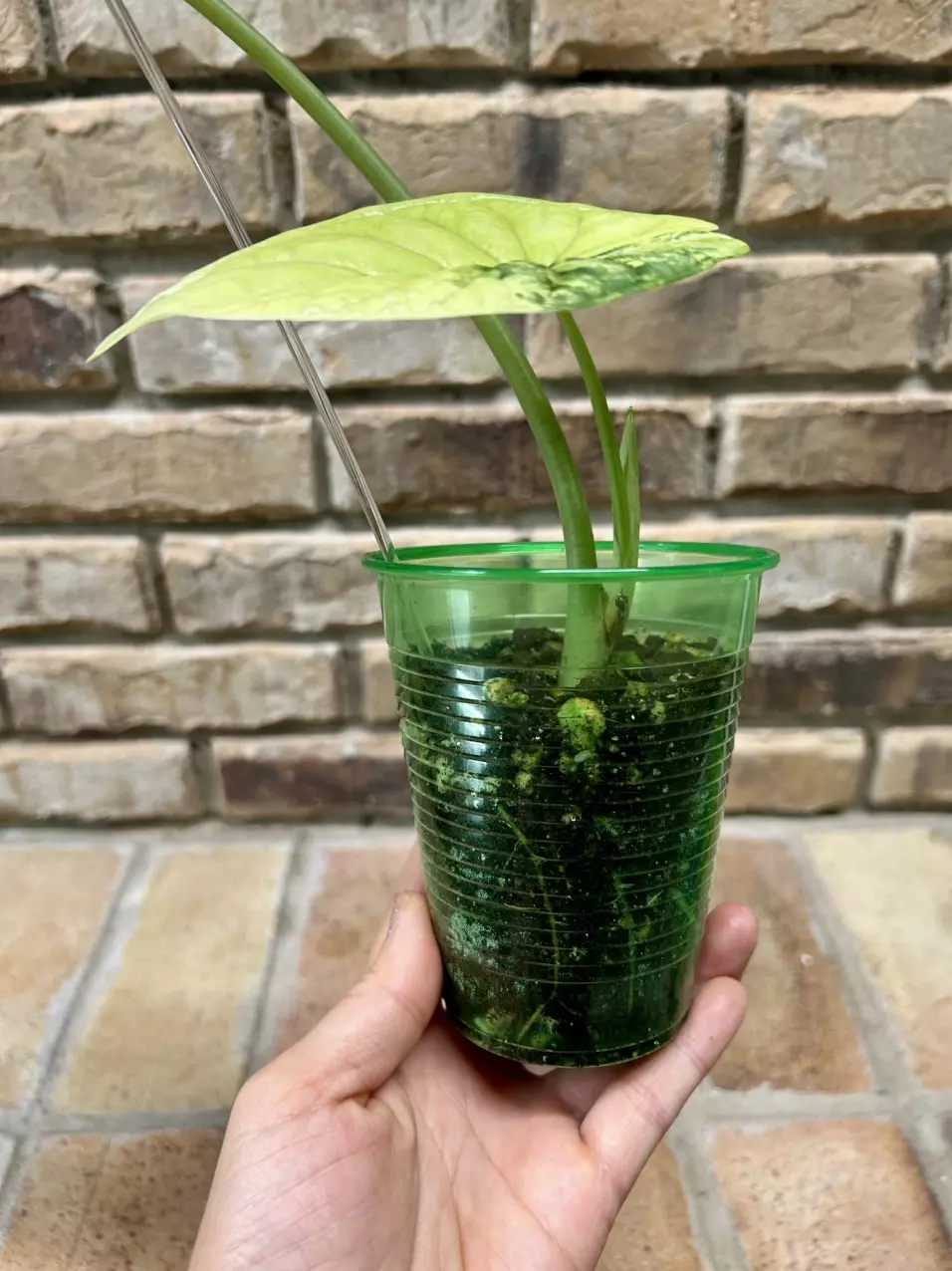 plant/Alocasia Dragon Scale Albo-2