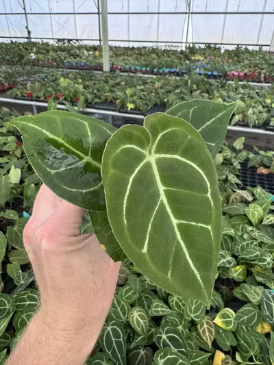 plant/Seed grown anthurium Carlablackiae x Magnificum verde starter plant growers choi-2-thumbnail