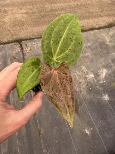 plant/Anthurium red vein dark phoenix x papillilaminum starter plant growers choice-2-thumbnail