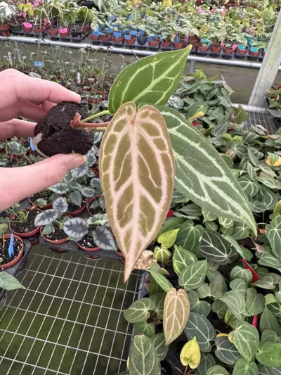 plant/Seed grown anthurium Warocqueanum x crystallinum dark form starter plant growers-2-thumbnail