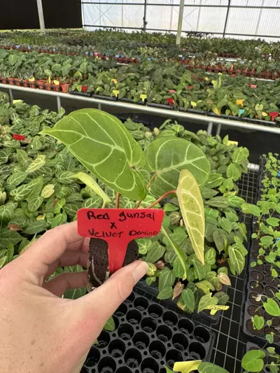 plant/Seed grown anthurium red gunsal x velvet domino starter plant growers choice-4-thumbnail