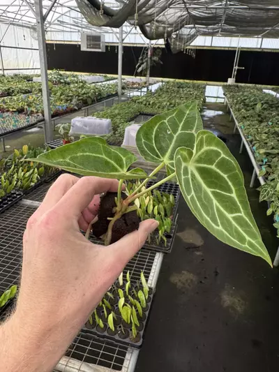 plant/Seed grown anthurium Warocqueanum x green mamba starter plant growers choice-5-thumbnail