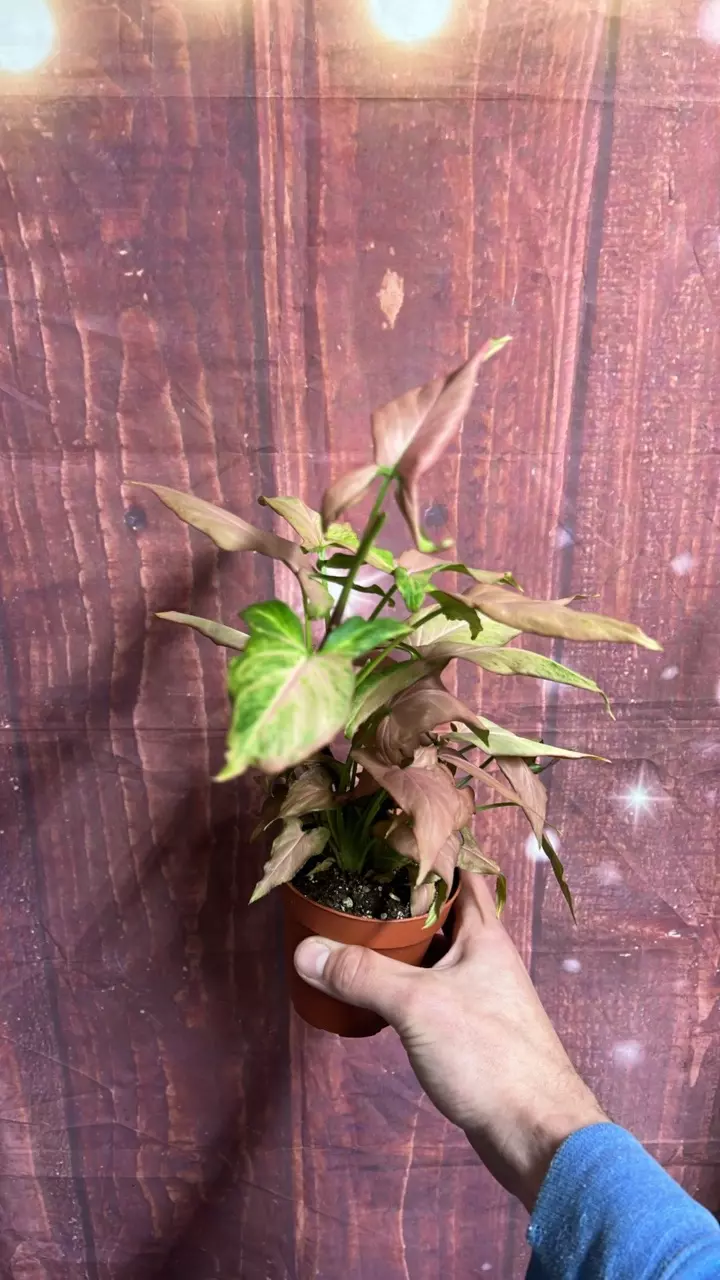 plant/Syngonium NOID-1