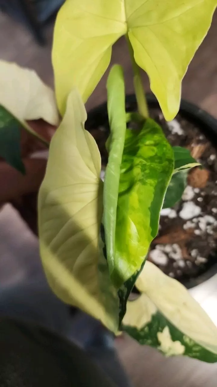 plant/Syngonium Aurea-1