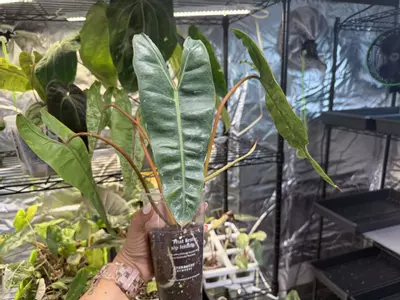 plant/Albo Variegated Billietae-2-thumbnail