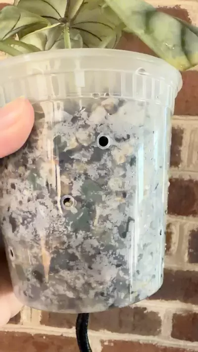 plant/Alocasia Silver Dragon Aurea Corming size!!-1-thumbnail