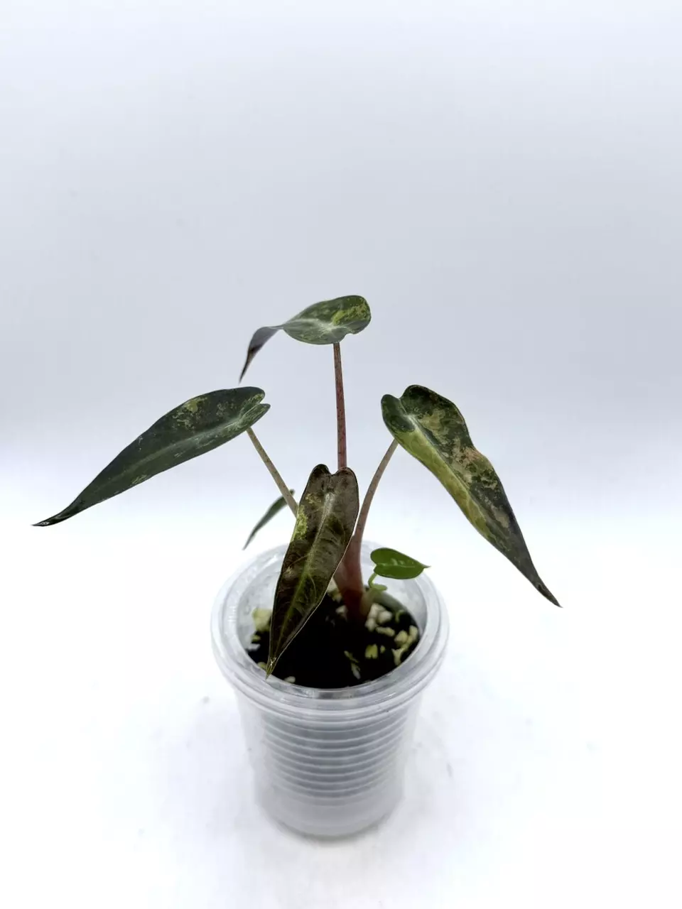plant/Alocasia Bambino Aurea-1