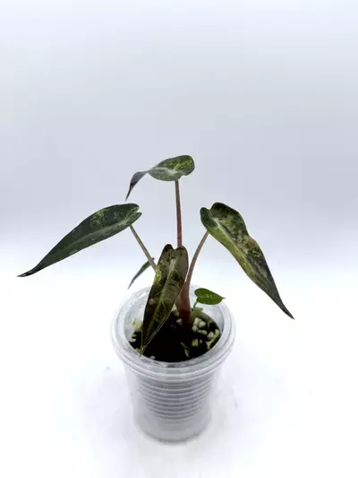 plant/Alocasia Bambino Aurea-1-thumbnail