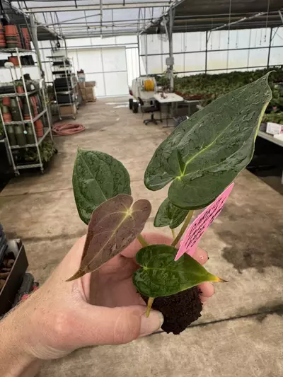 plant/Seed grown anthurium darkest panama x dark mama starter plant growers choice-6-thumbnail